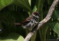 House Sparrow